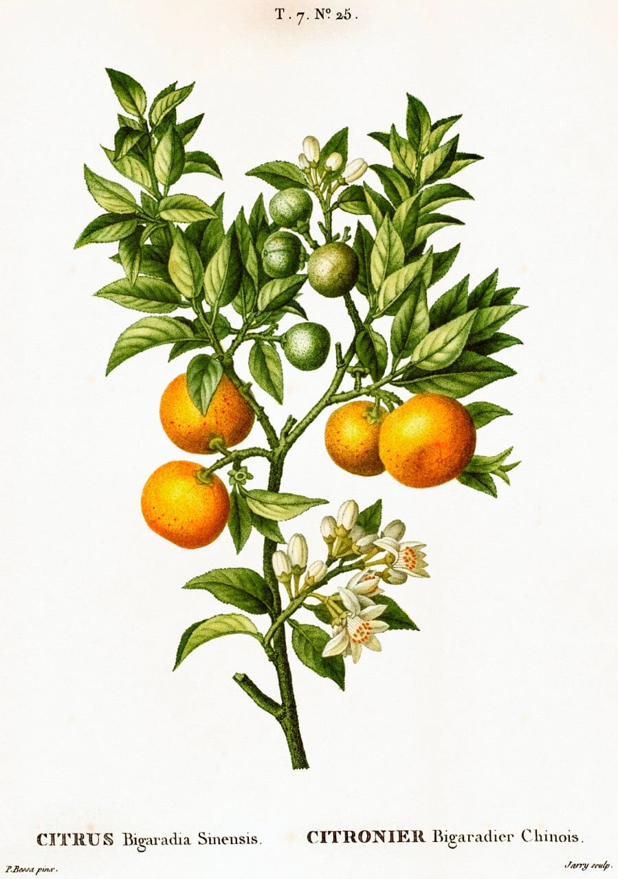 Bitter Orange Blossoms | Rishi Tea