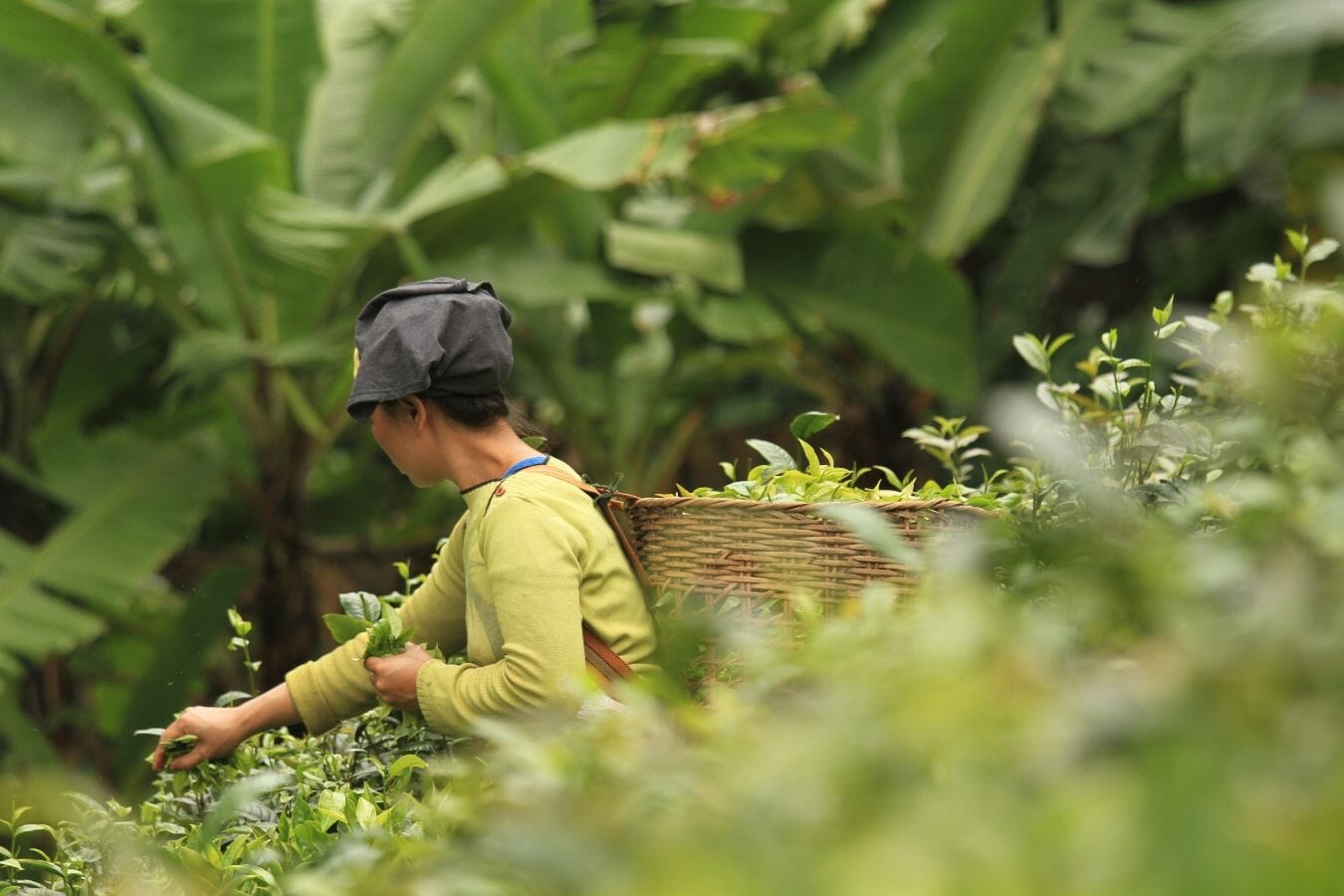 Camellia Sinensis | The Origins Of Tea | Rishi Tea