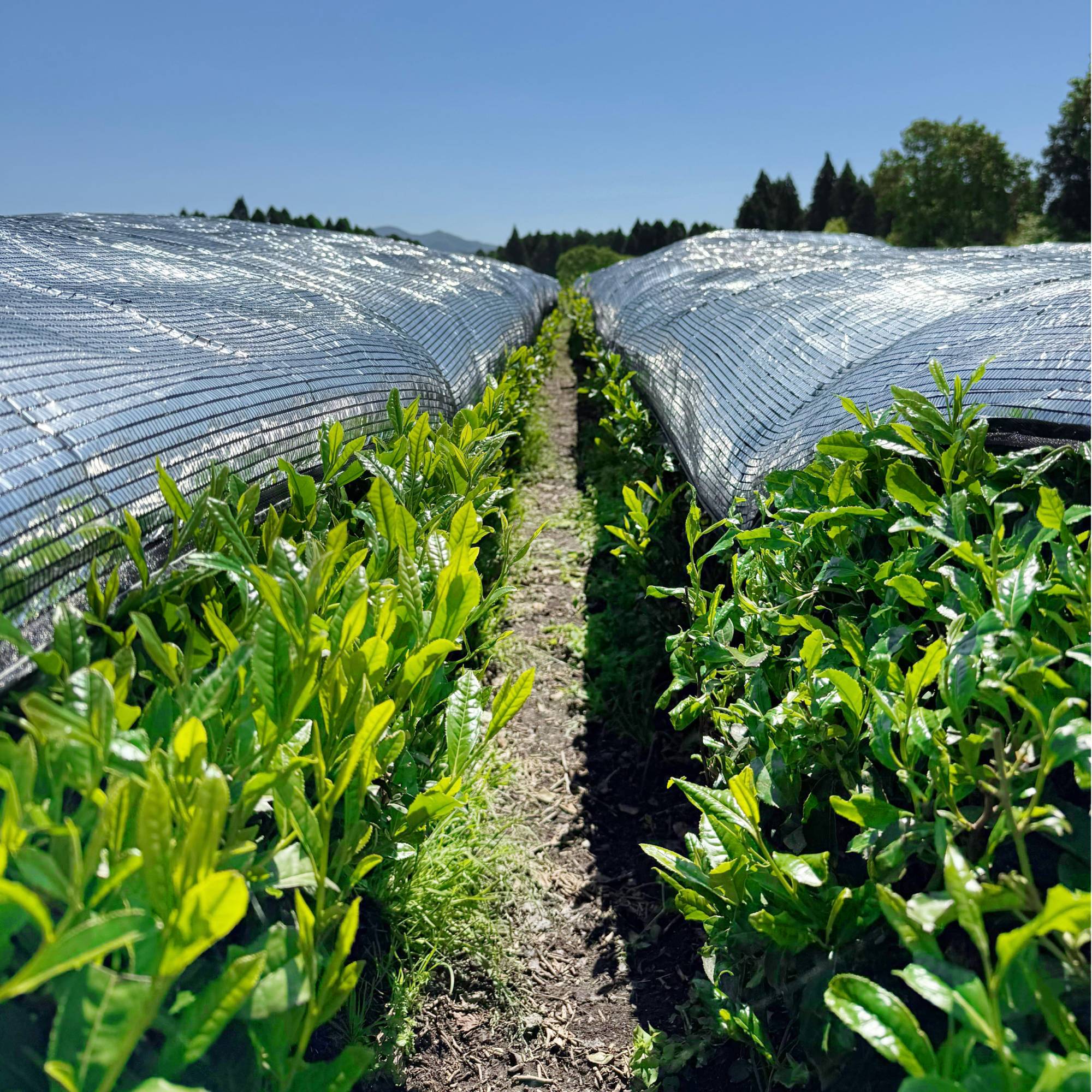 Rows of green plants, cultivated for Rishi Tea & Botanicals’ premium organic matcha, grow under protective mesh covers in a sunny outdoor field, with a clear blue sky visible above.