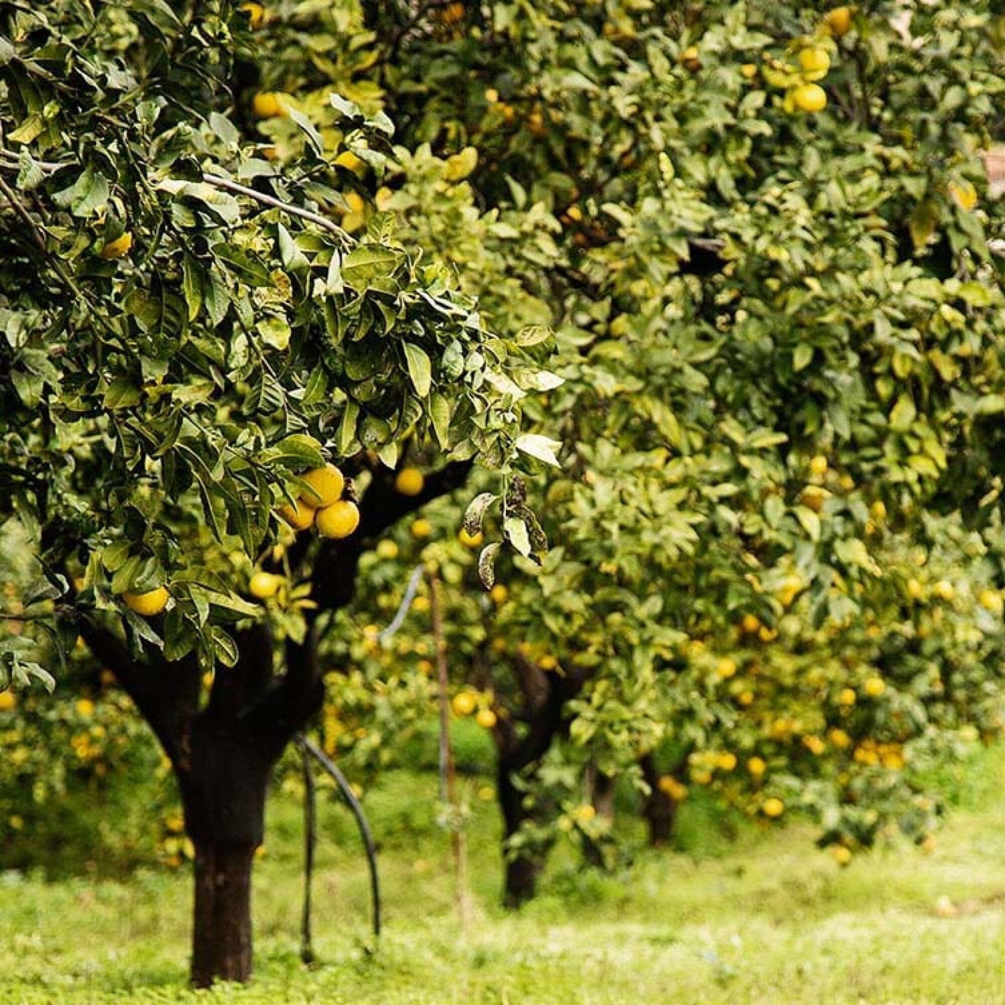 Rows of citrus trees with green leaves and yellow fruits, often used by Rishi Tea & Botanicals to produce bergamot essential oil for organic Earl Grey tea, thrive in a grassy outdoor area.