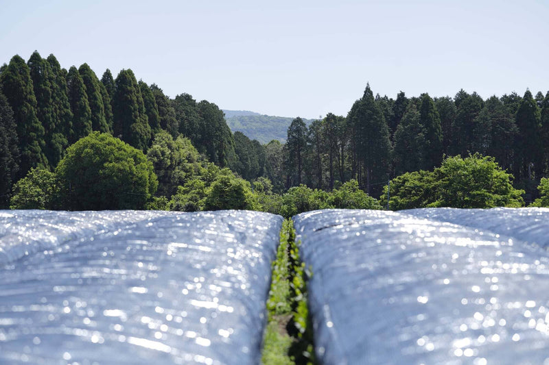 Nishi-san's Organic Aged Matcha