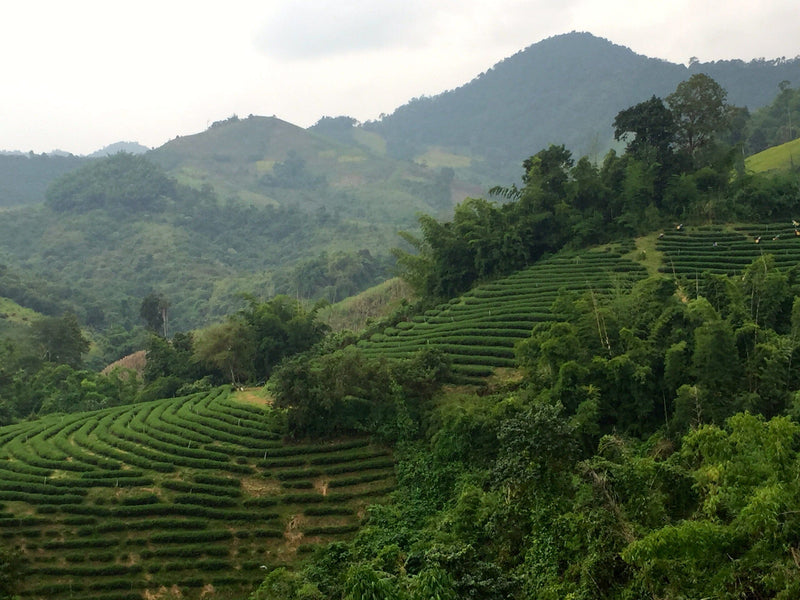 Chiang-rai-doe-mai-salong