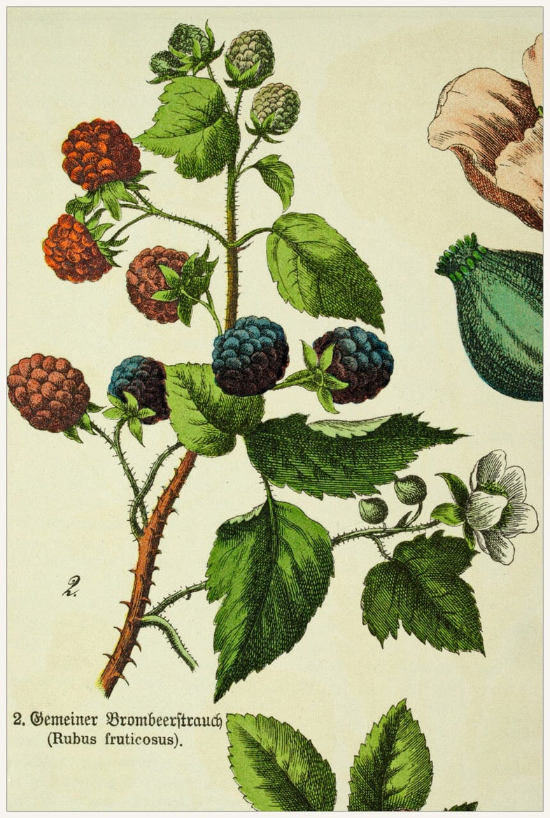 Blackberry & Fermented Blackberry Leaves