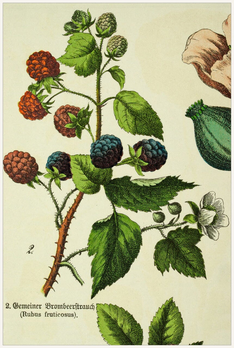 Blackberry & Fermented Blackberry Leaves