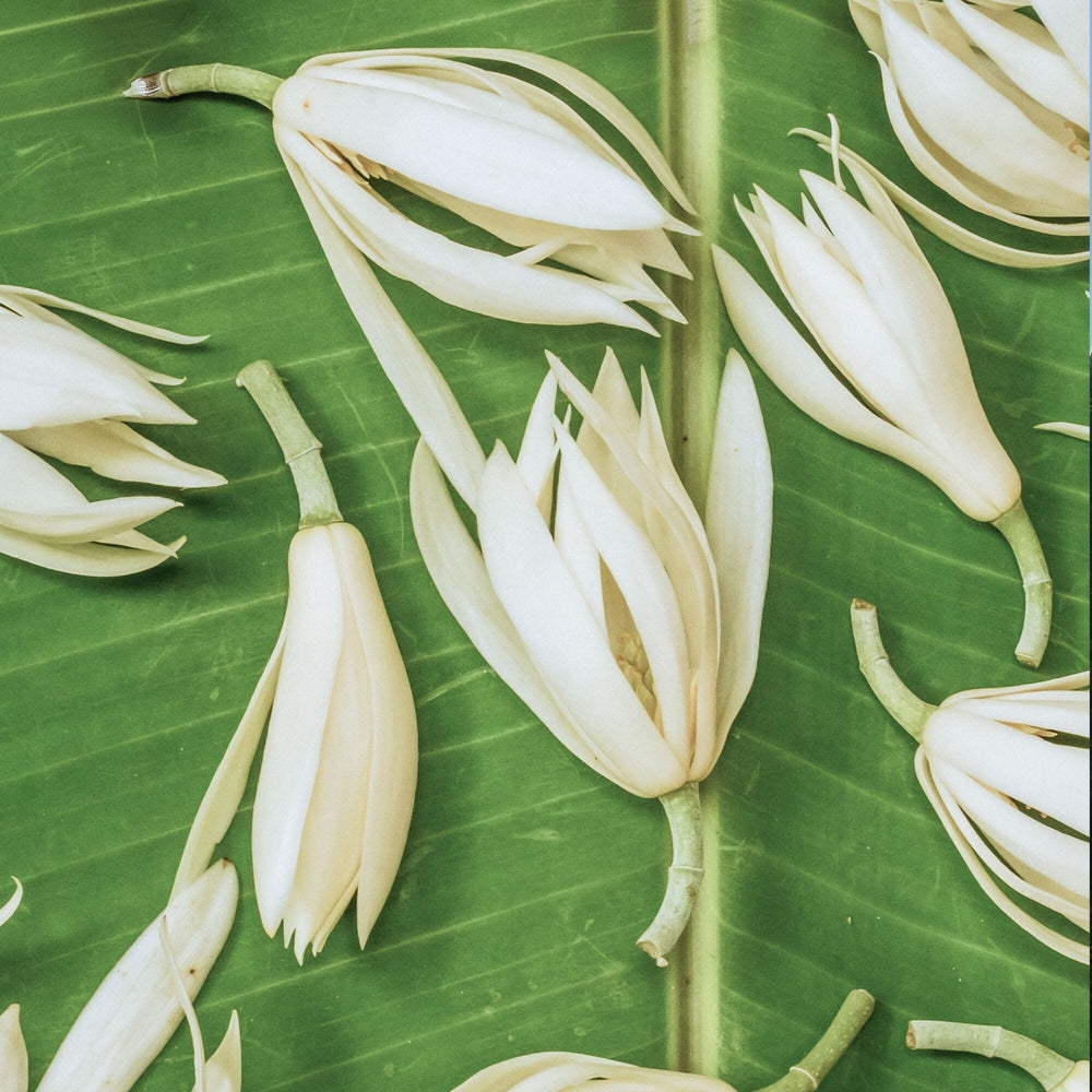 White Champaca: A Rare Scent in Tea