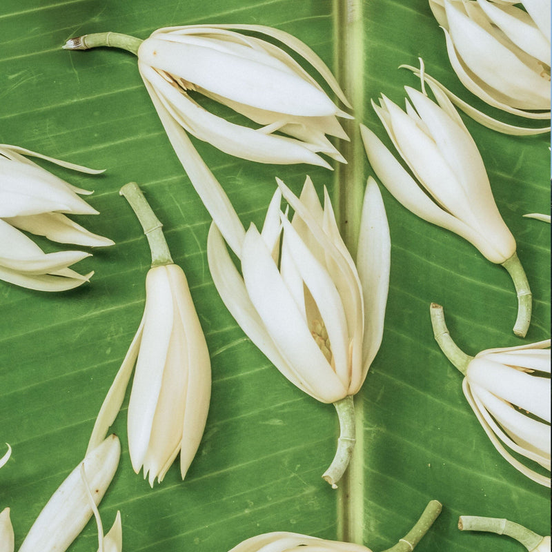 White Champaca: A Rare Scent in Tea