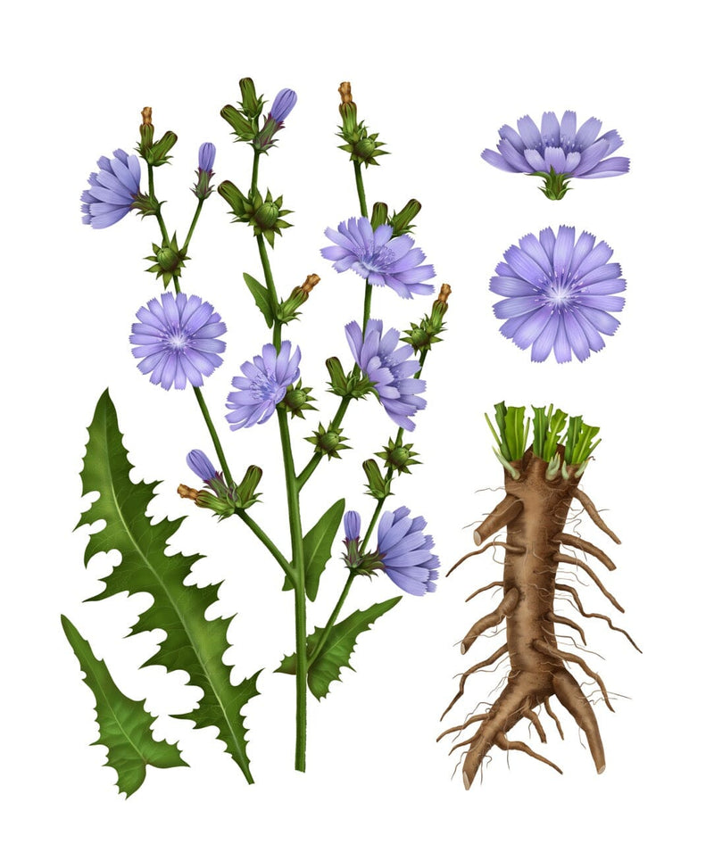 Chicory Root