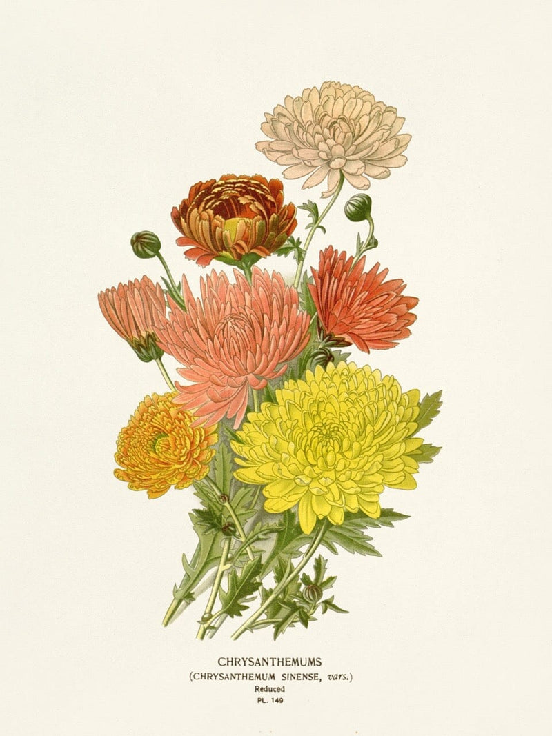 Chrysanthemum Flower