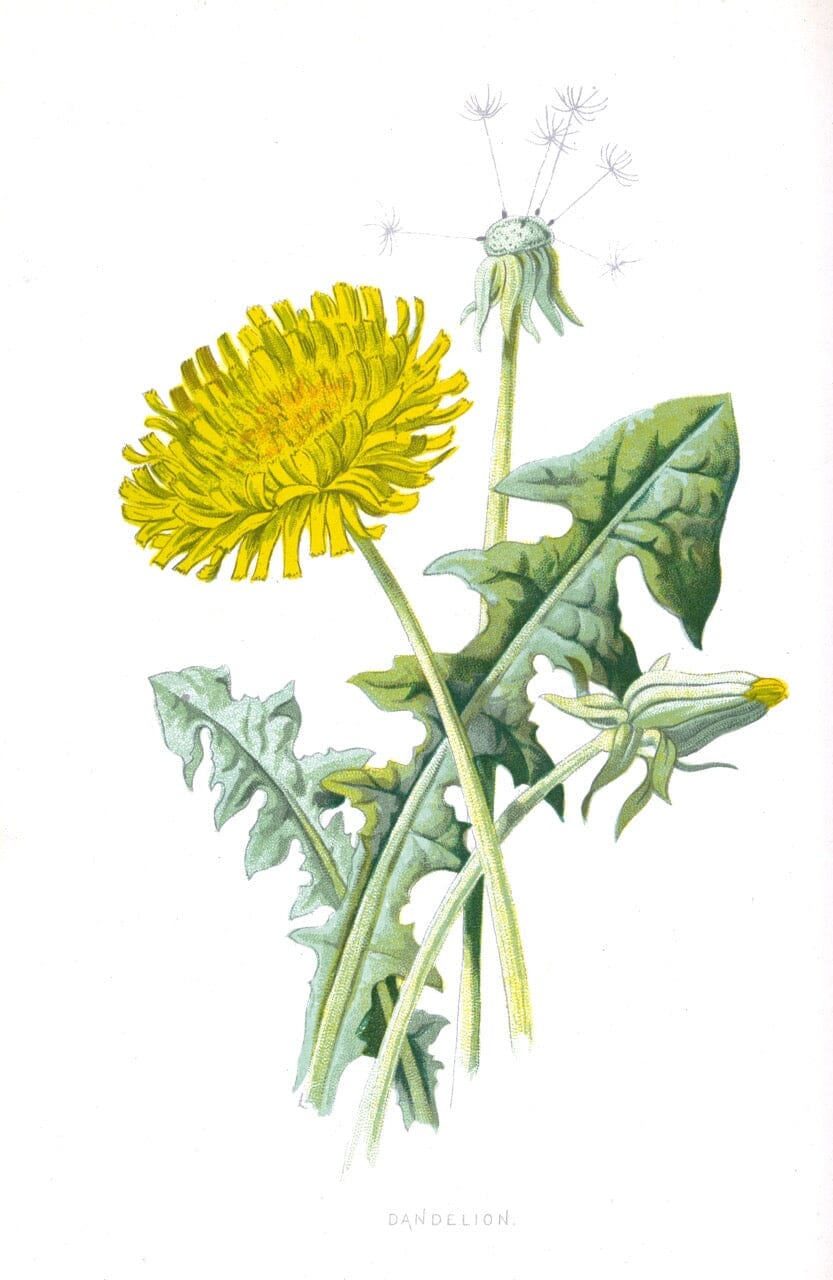 Dandelion Root