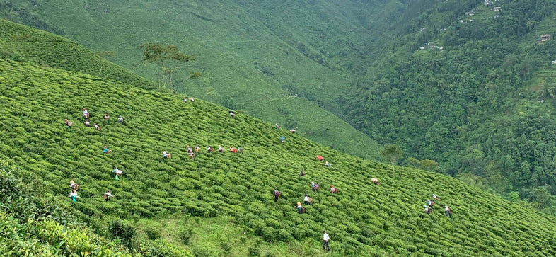 Darjeeling First Flush Harvest 2023