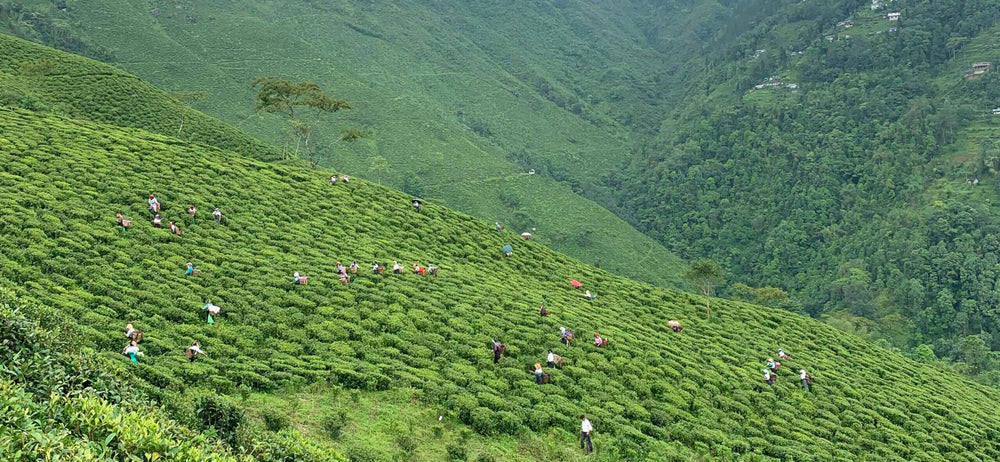 Darjeeling First Flush Harvest 2023