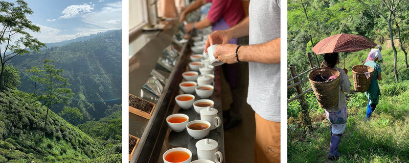 Second to None: Darjeeling 2nd Flush Harvest