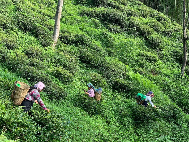 Majestic Himalayan Teas Pt.2: Innovations in Nepal