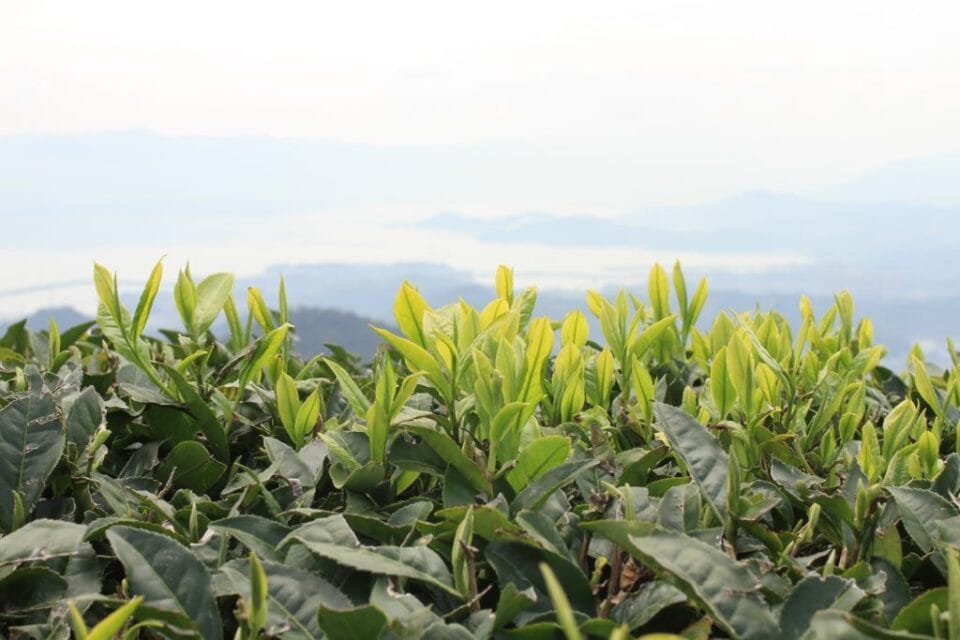 Rishi Tea and Botanicals Garden Direct White Tea Fuding Silver Needles