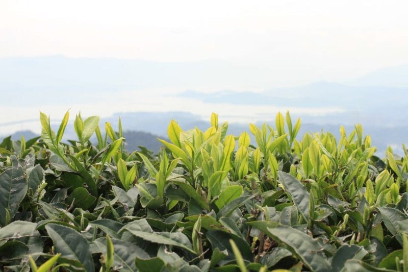 Rishi Tea and Botanicals Garden Direct White Tea Fuding Silver Needles