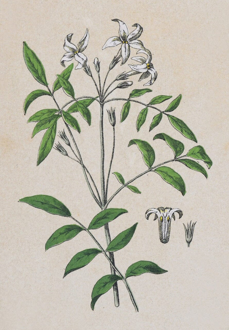 Jasmine Blossom
