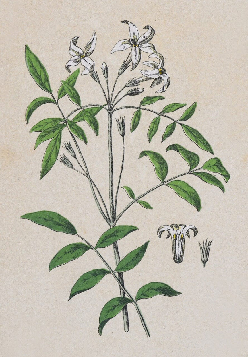 Jasmine Blossom