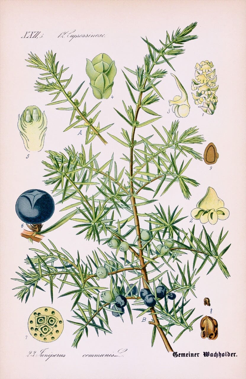 Juniper Berry