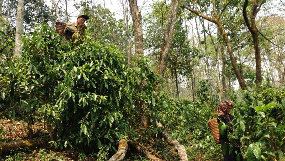 Laos Forest Tea