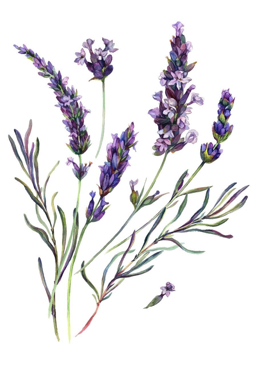 Lavender