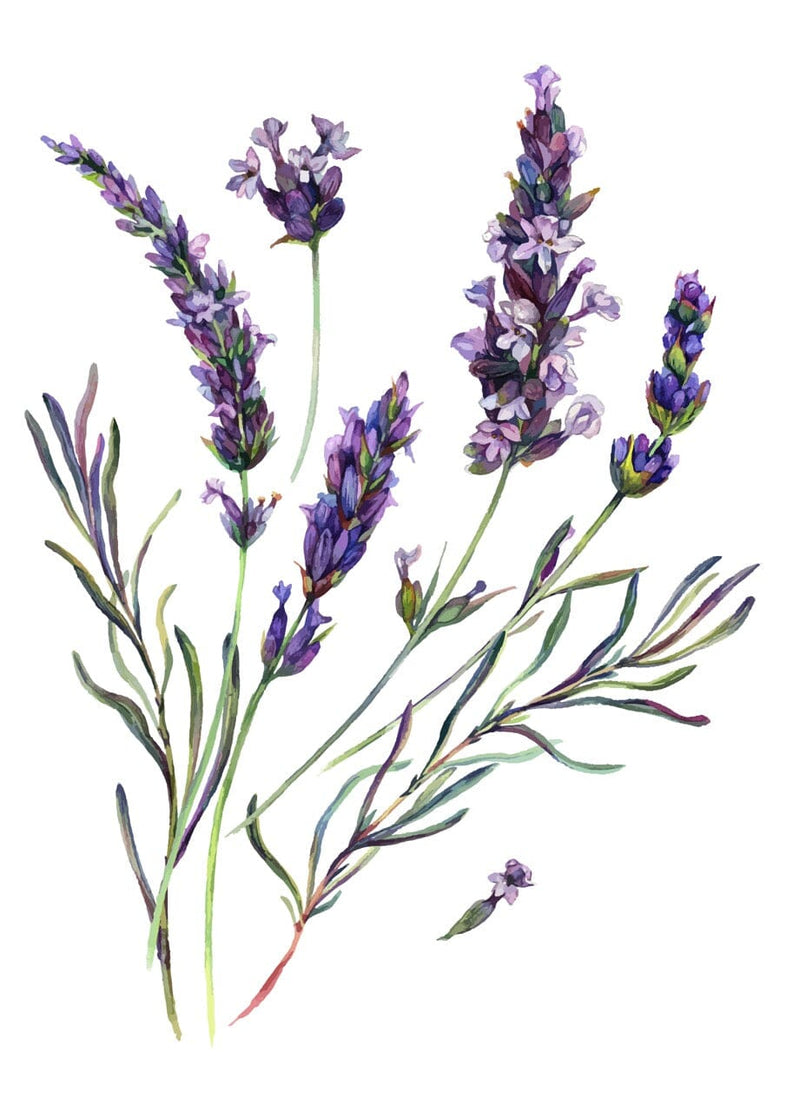 Lavender