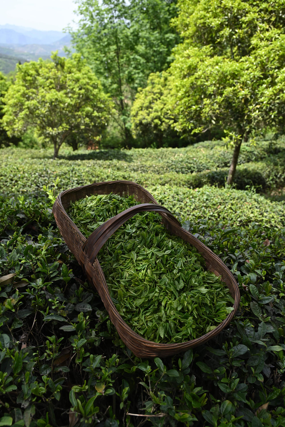 Garden Direct Spring Harvest Field Report