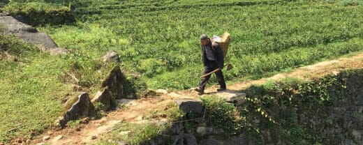 Mingqian-spring-tea-harvest-banner