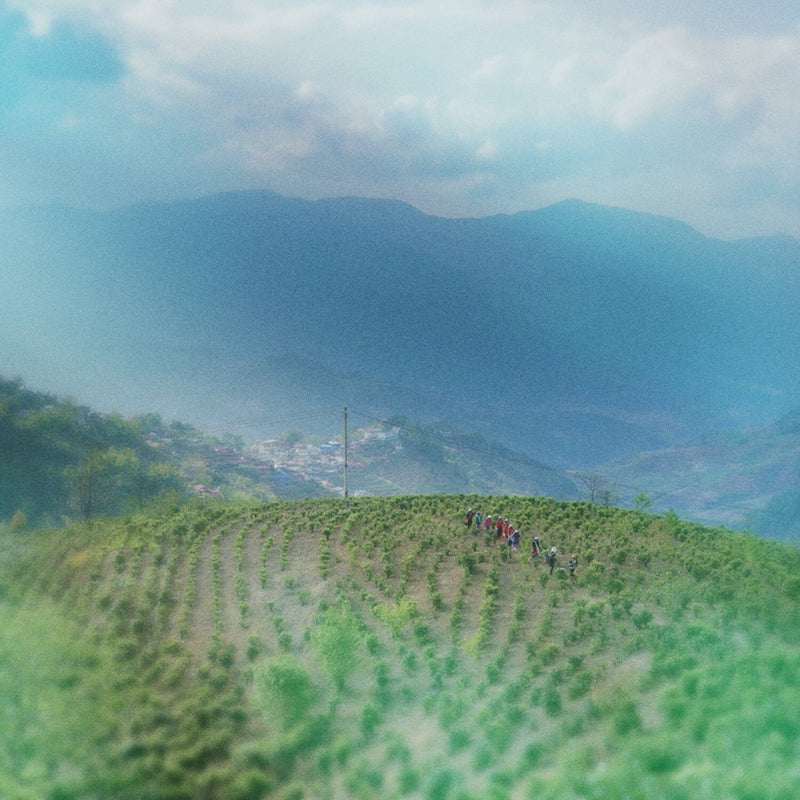 Journey to the Source: Gong Nong, Yunnan