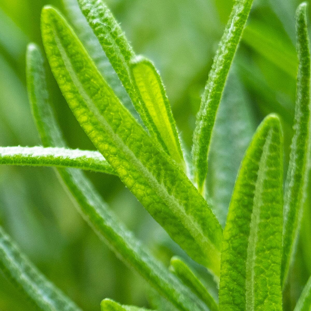 Riff Mountains, Morocco