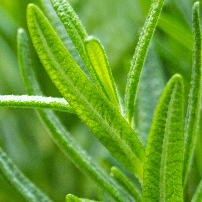 Riff Mountains, Morocco