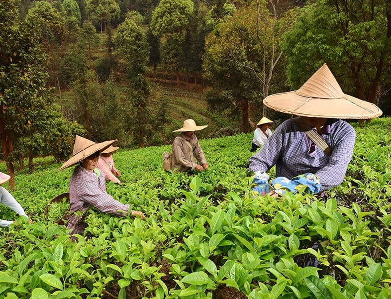 Give the Gift of Travel: Experience the World with Rishi's Tea Flight Bundles