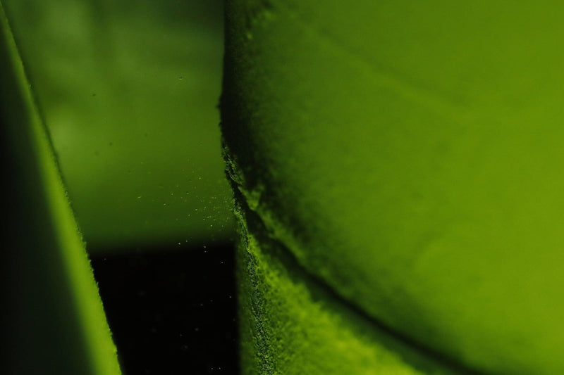 Journey to the Source: Uji, Japan