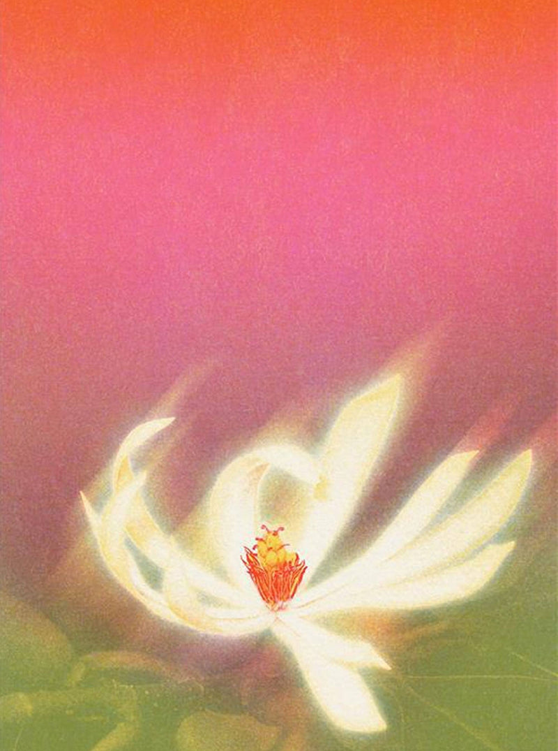 White Champaca: A Rare Scent in Tea