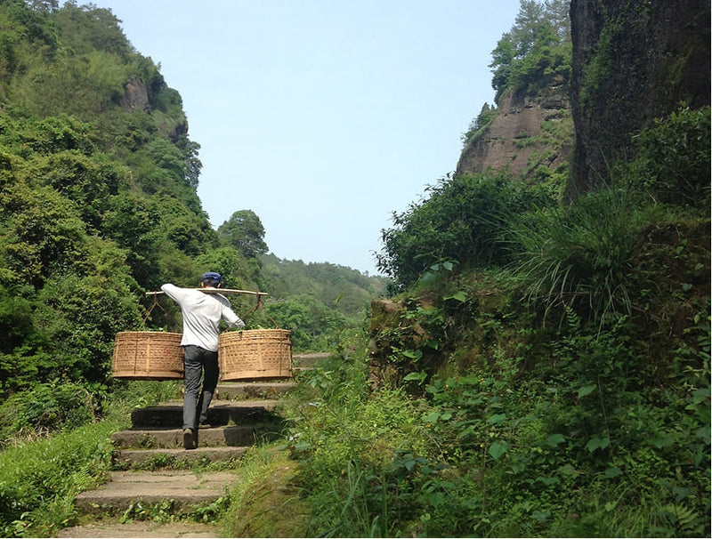 Wuyi Shan, Fujian, China