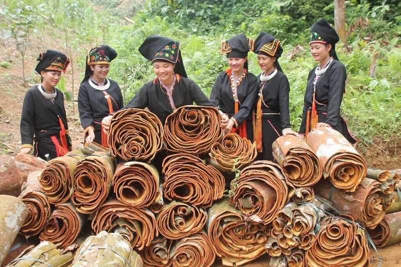 Comparing Vietnamese Cassia with Ceylon Cinnamon