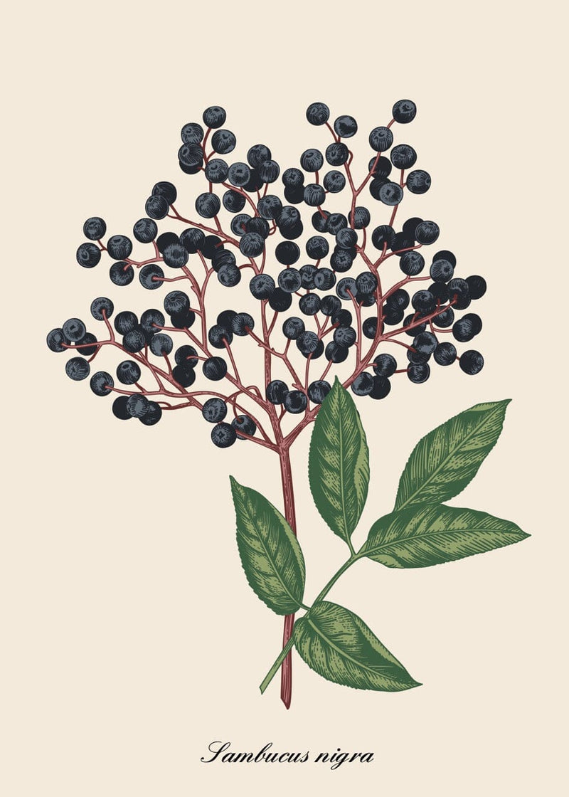 Elderberry/Elderflowers (Sambucus nigra) dried flowers Elderberry/Elderflowers (Sambucus nigra) dried flowers