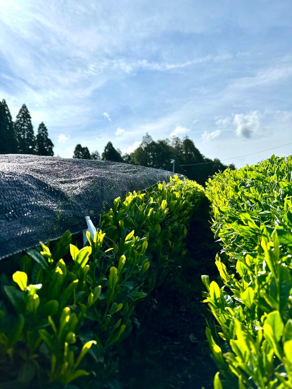 Kirishima, Kyushu, Japan