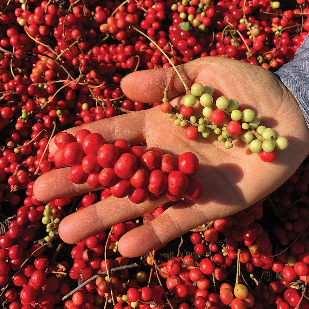 schisandra-berry-featured-image