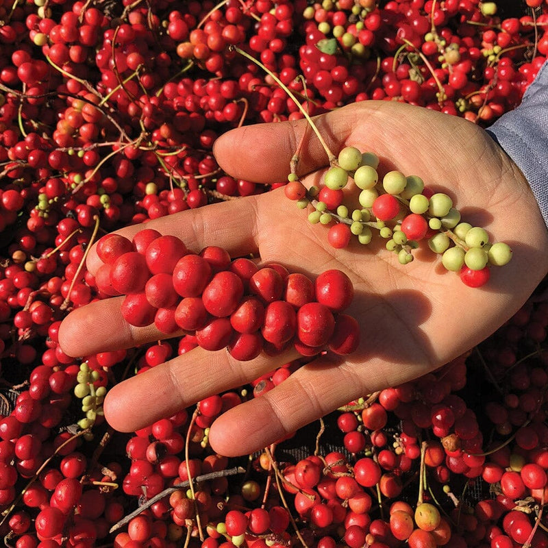 schisandra-berry-featured-image