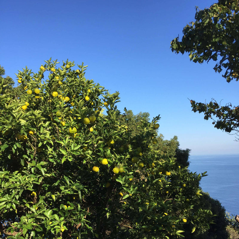 Shikoku Islands, Japan
