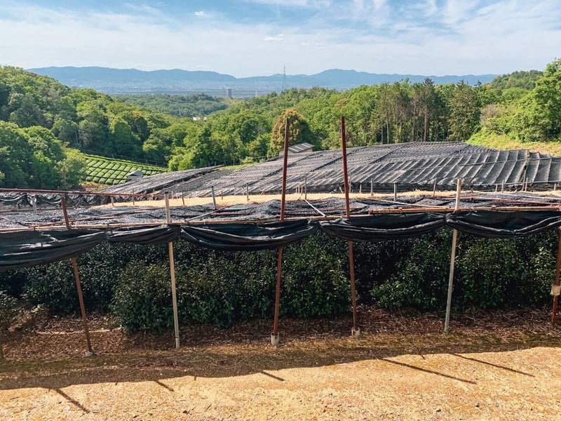 Makers Spotlight: Tsuji San