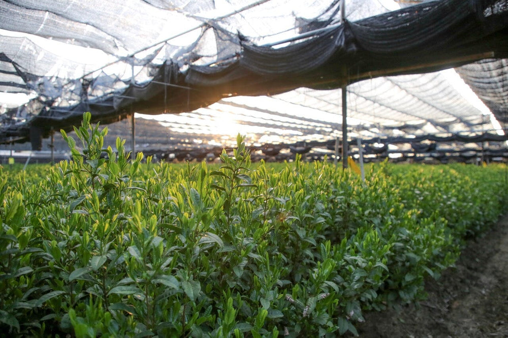 Ujitawara, Kyoto, Japan