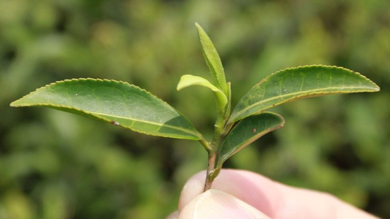 what-is-white-tea-banner-2