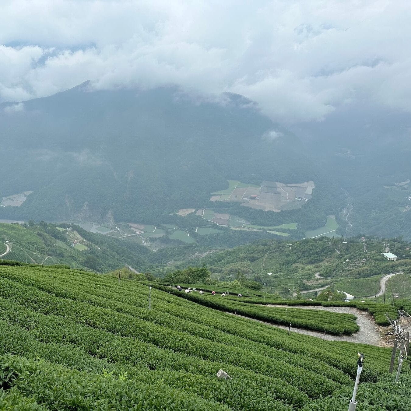 Just Landed Seasonal Garden Direct Teas | Rishi Tea