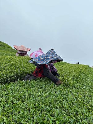 Teas From Taiwan