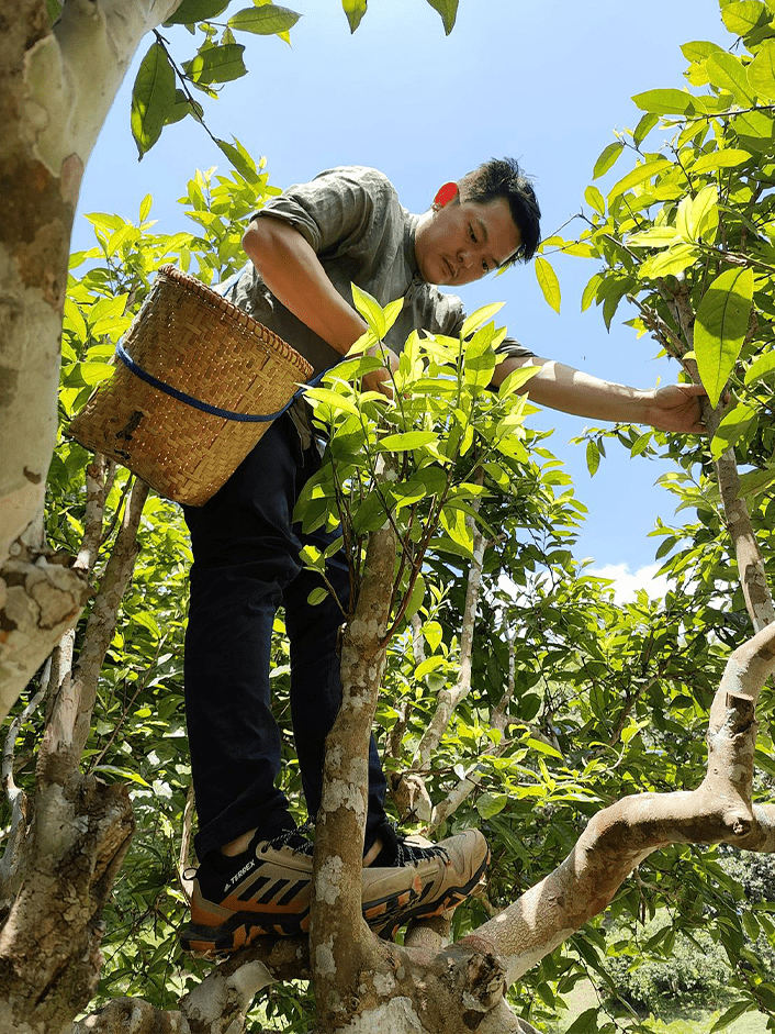 Doi Wawee Shu Pu'er Tea Cake hover image