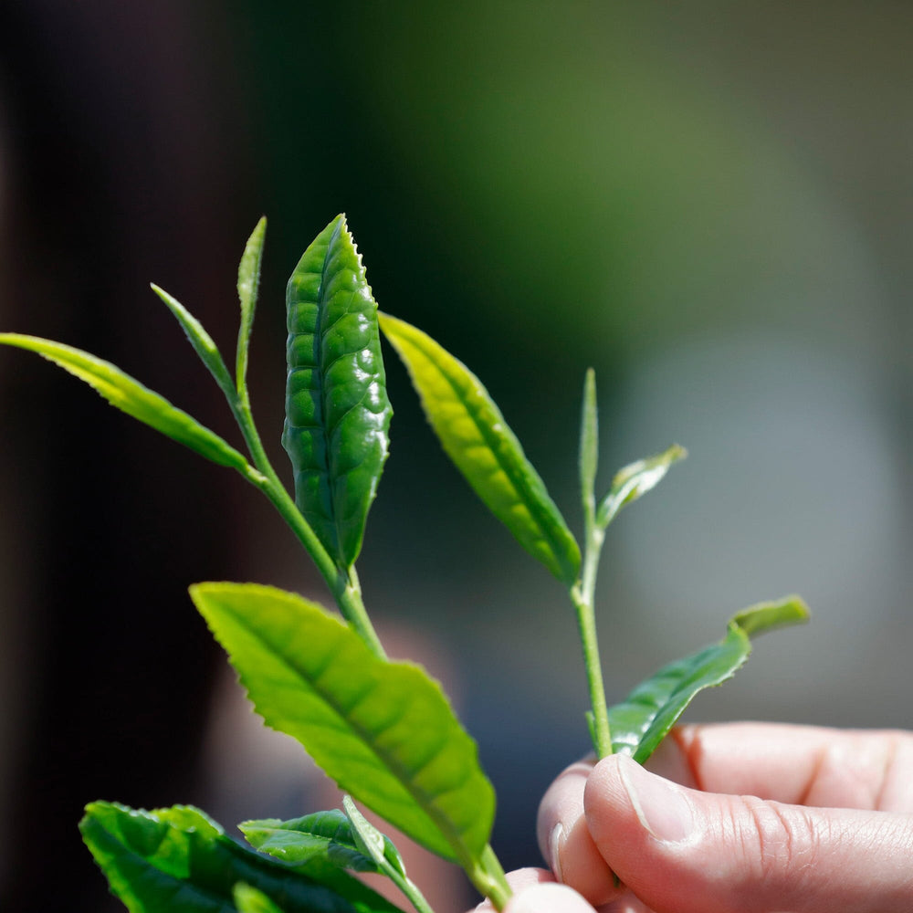 Nishi-san's Matcha Tsuyuhikari
