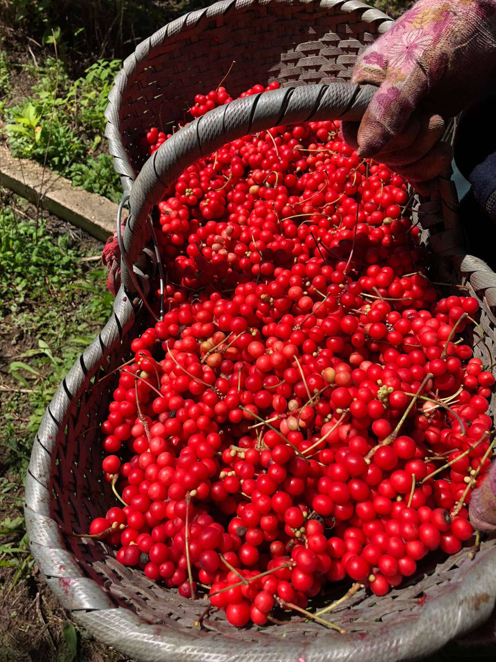 Schisandra Berry Blush