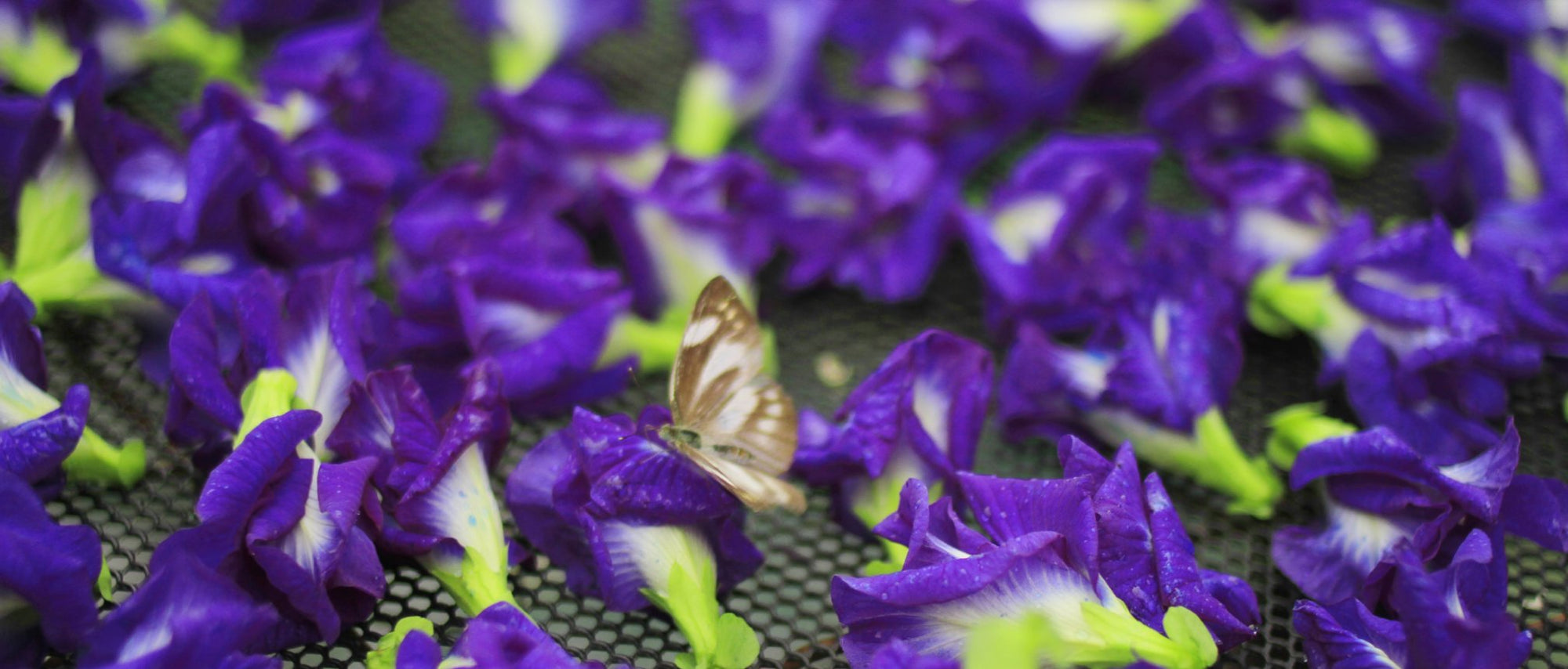 Butterfly Pea Flower