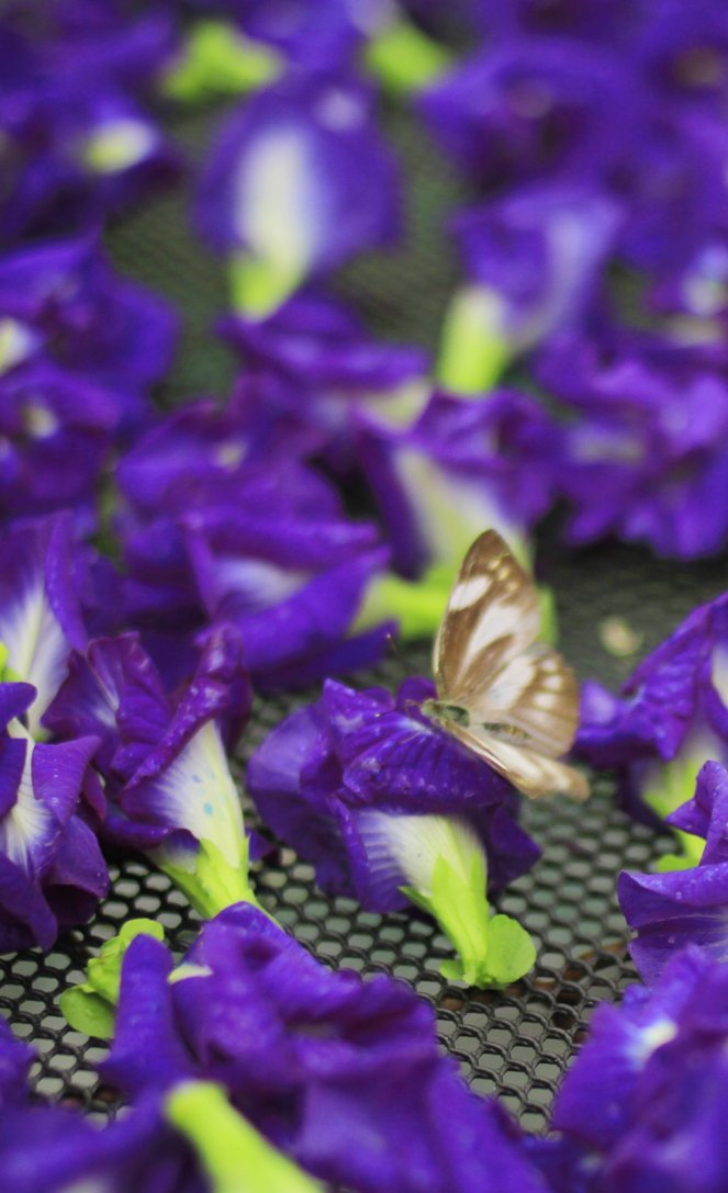 Butterfly Pea Flower